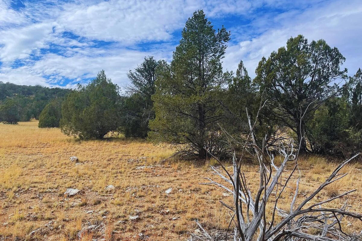 Next to Public Land 3 - Via De Oro Pkwy, Seligman, AZ 86337