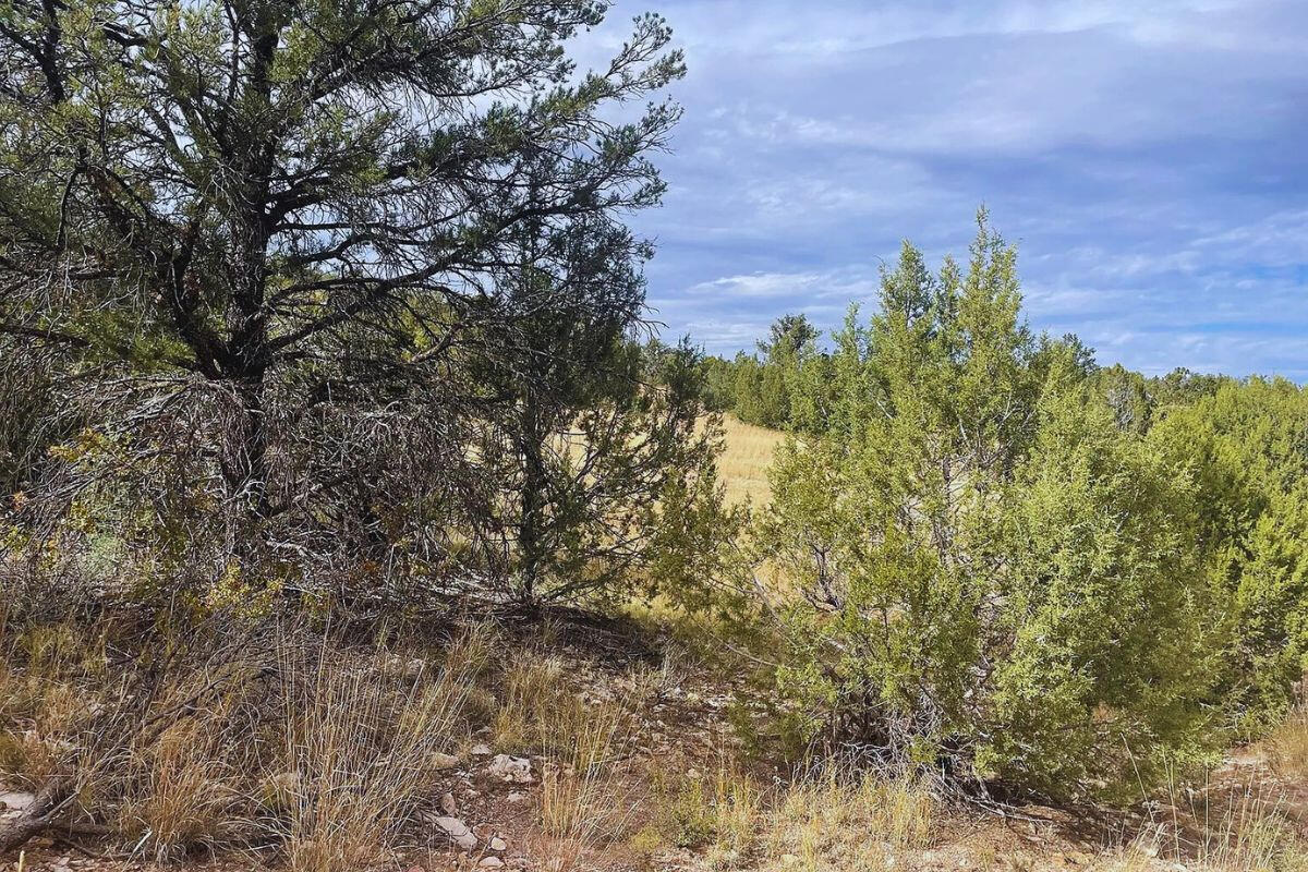 Next to Public Land 3 - Via De Oro Pkwy, Seligman, AZ 86337