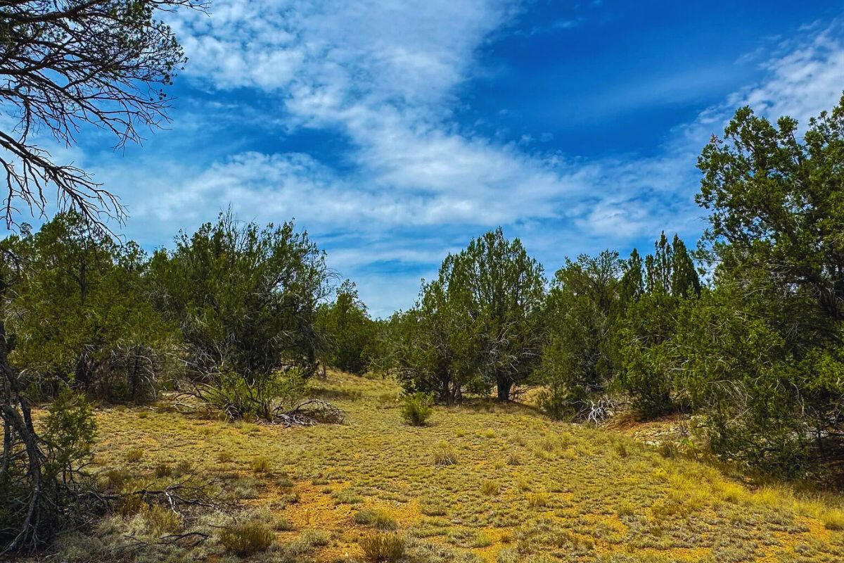 Next to Public Land 3 - Via De Oro Pkwy, Seligman, AZ 86337